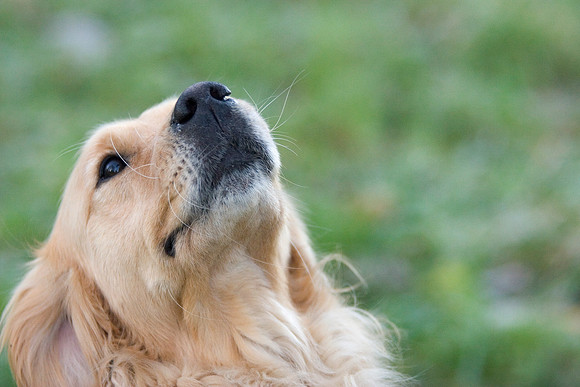 Portait of a golden retriever dog who raises his head for the photo, in Comrie, Perthshire (Scotland).
