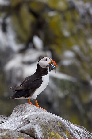 Puffin on the Isle of May, Scotland