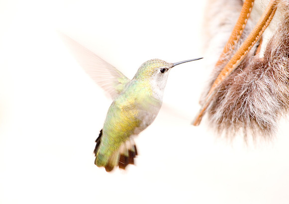 A hummingbird in flight in Arizona, USA. Against a pure white background.