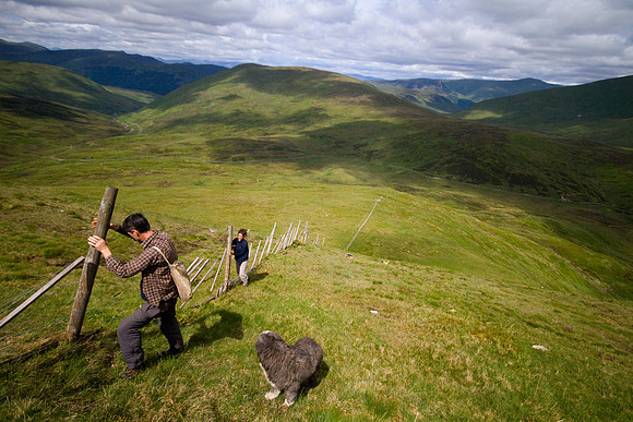 Two rangers and their dog fixing fences high up on a hillside in the Ben Lawers Mountain Range in Perthshire, Scotland.