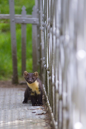 Wildlife photography in Perthshire