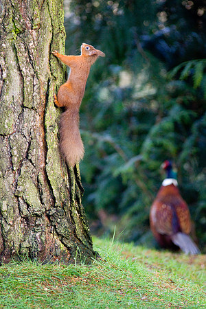 Wildlife photography - picture shows a red squirrel and male pheasant in Highland Perthshire, Scotland.