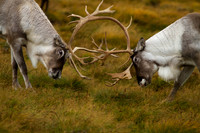 Wildlife photograph of two male reindeer fighting in the Cairngorms, Scotland.