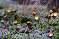 A closeup photo of acorn hats that are painted gold and stuck in moss to give a fairy-tale effect.