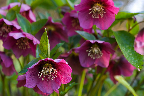 Flower photography