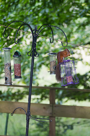 A "squirrel proof" bird feeder at work in Highland Perthshire. Picture shows a red squirrel happily eating some nuts.