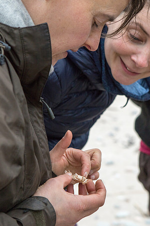 A bushcraft instructor showing a participant on the beach what to eat during a Wild Woman bushcraft course near Findhorn run by "Wild Things".