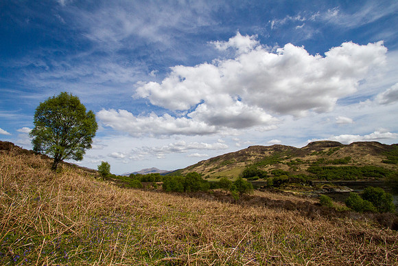 A tree in a glowing landscape with a blue sky and some clouds on  a sunny day on the Isle of Carna, Scotland.