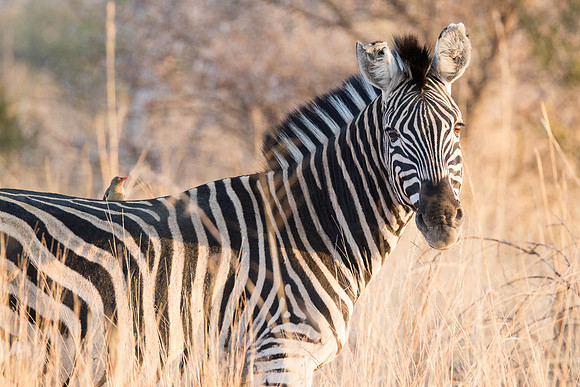 A zebra blends in with the long grass during a safari holiday in South Africa.