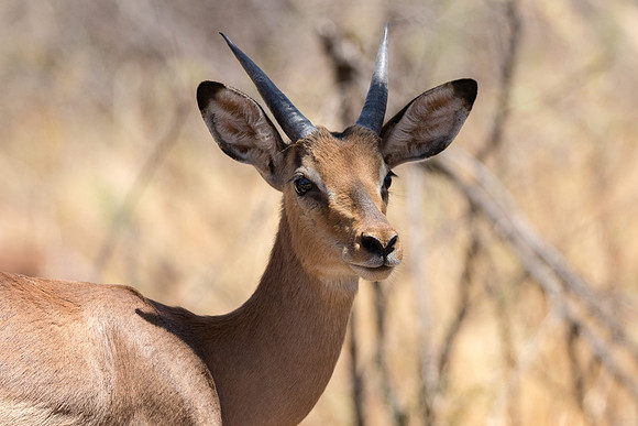 Wildlife photography in South Africa, capturing various animals on safari trips.
