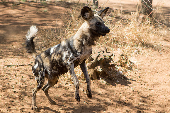 a wild dog jumping in yellow grass in South Africa