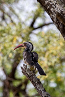 A South African hornbill sits in a tree in sunny South Africa.