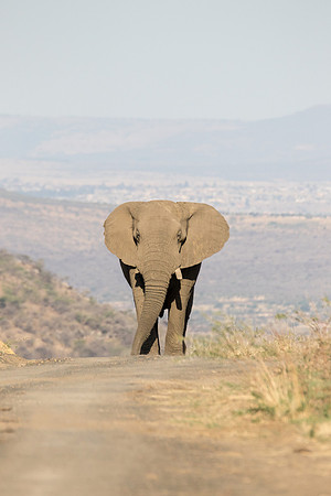 An elephant approaching on the horizon of a road in hot and sunny South Africa.