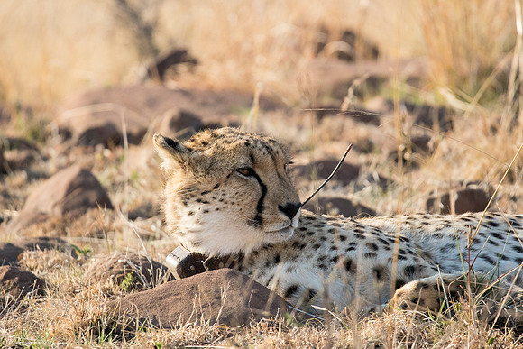 A cheetah sunbathing in South Africa