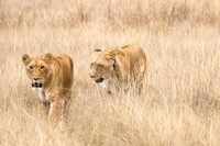Two female lions walk through high dry grass, approaching a safari vehicle in South Africa.