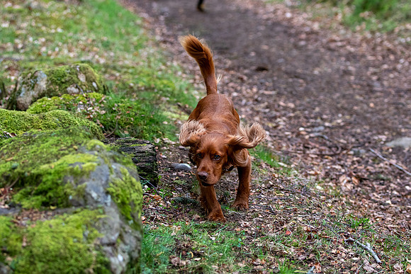 Ben Chonzie Hill Race